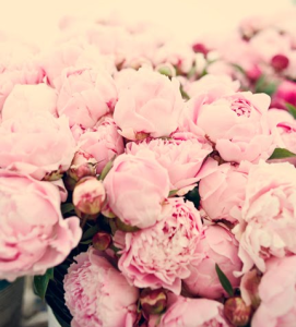 peonies